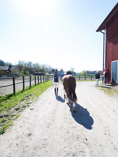 Ridsport är landets näst största ungdomsidrott, den fjärde största tävlingsidrotten och den idrott som har störst andel kvinnor (90 procent).